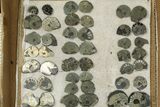 Lot: Cut & Polished, Pyrite Replaced Ammonite Pairs - Pieces #276576-2